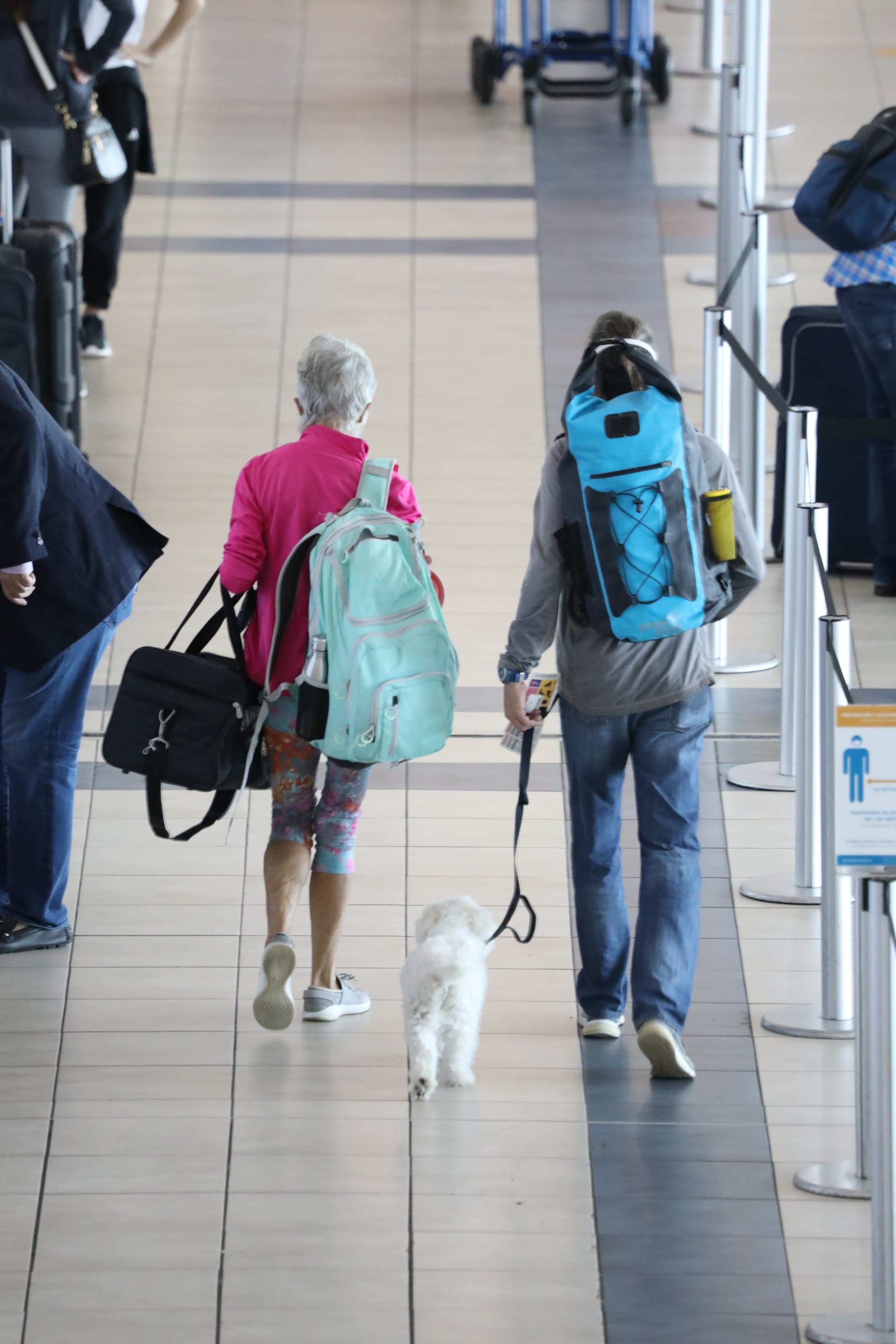 Viajando con mascotas